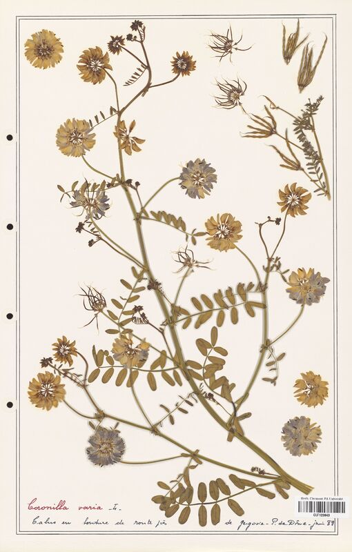 Coronilla varia  (Fabaceae)