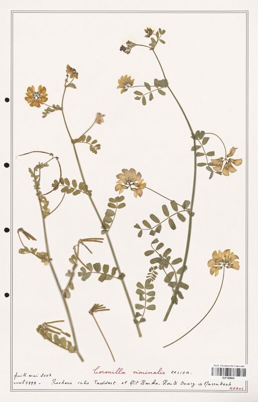 Coronilla viminalis  (Fabaceae)