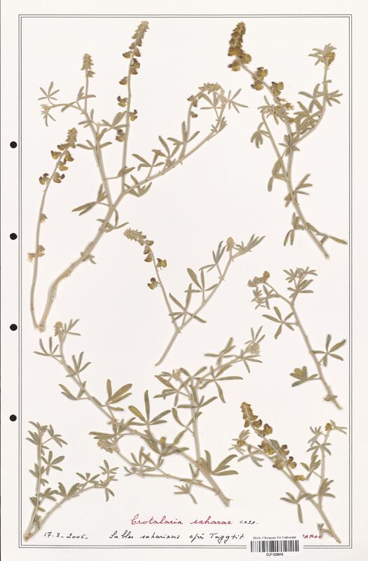 Crotalaria saharae  (Fabaceae)