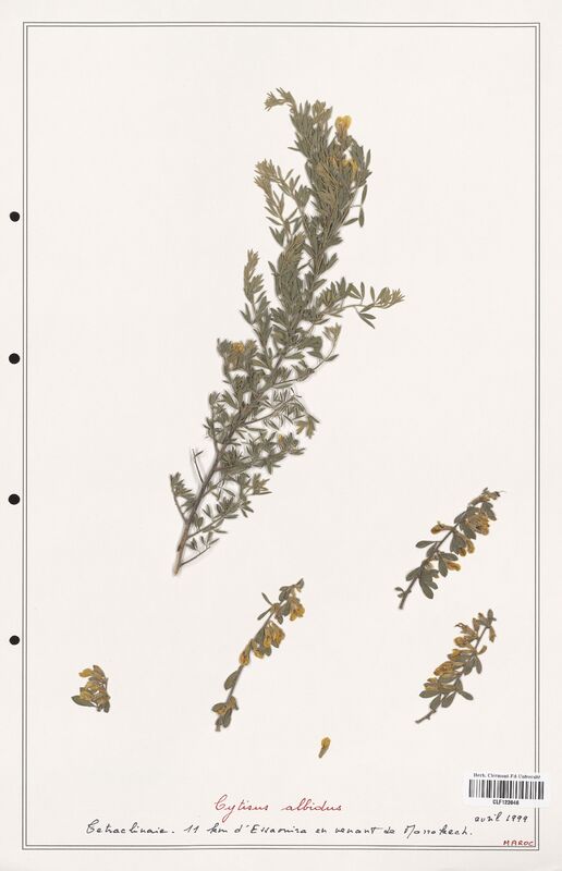 Cytisus albidus  (Fabaceae)