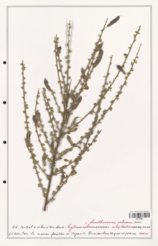 Cytisus arboreus  (Fabaceae)