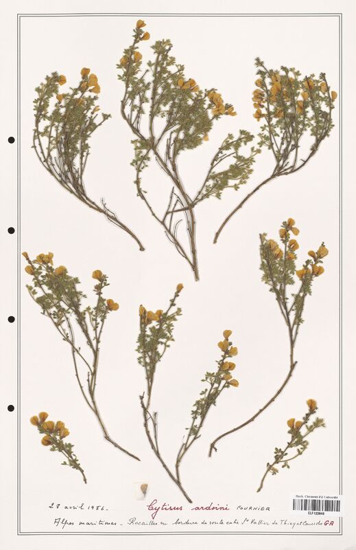 Cytisus ardoini  (Fabaceae)
