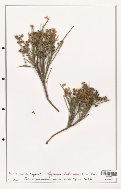 Cytisus balansae  (Fabaceae)