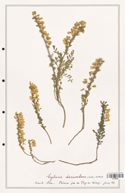 Cytisus decumbens  (Fabaceae)