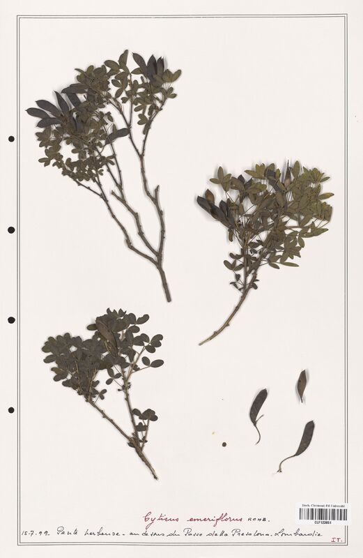 Cytisus emeriflorus  (Fabaceae)