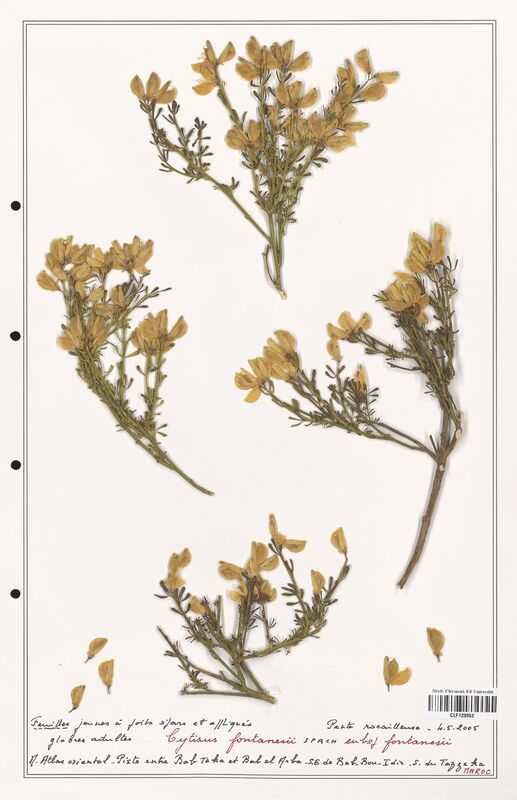 Cytisus fontanesii  (Fabaceae)