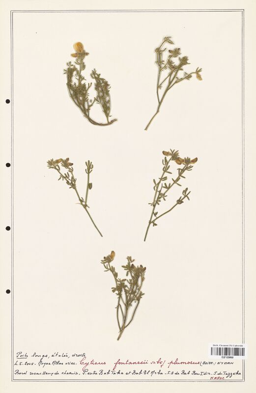 Cytisus fontanesii  (Fabaceae)