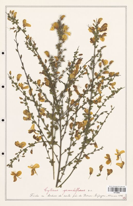 Cytisus grandiflora  (Fabaceae)