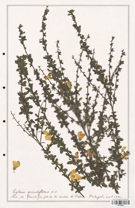 Cytisus grandiflorus  (Fabaceae)