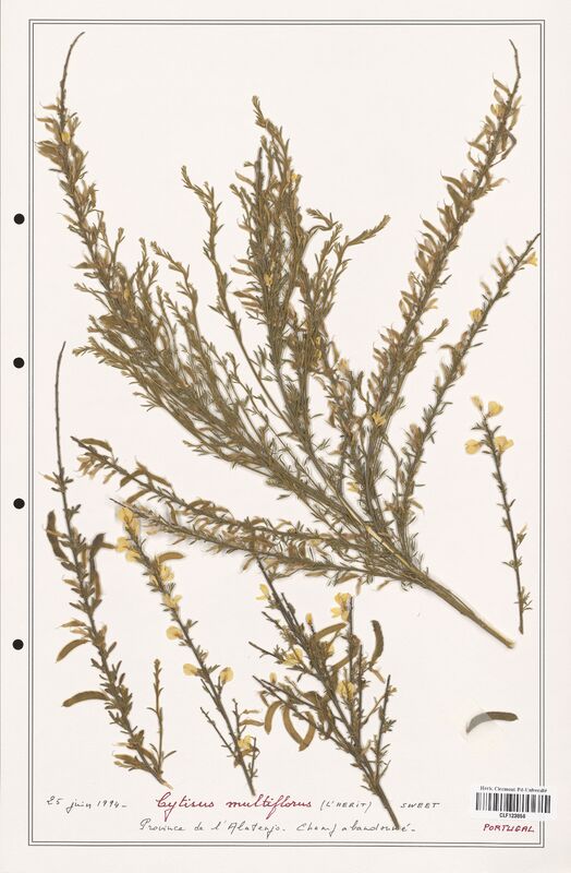 Cytisus multiflorus  (Fabaceae)