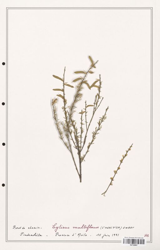 Cytisus multiflorus  (Fabaceae)