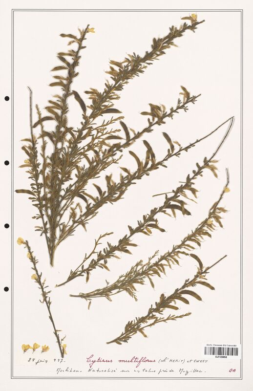 Cytisus multiflorus  (Fabaceae)