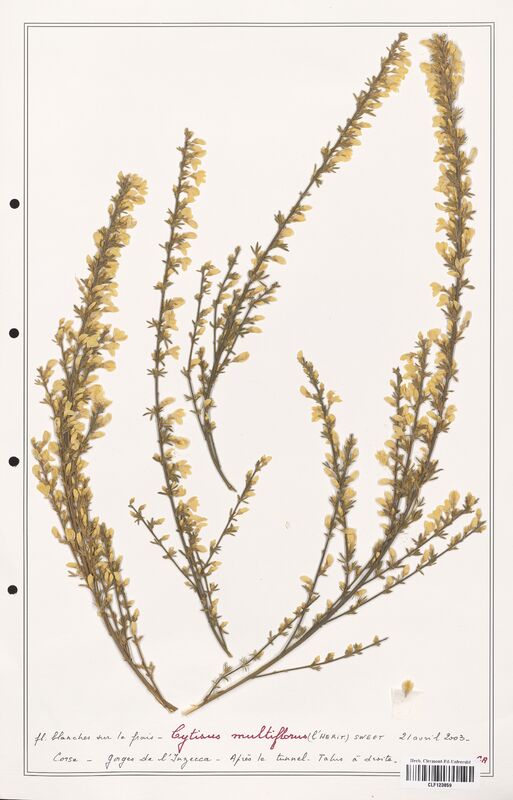 Cytisus multiflorus  (Fabaceae)