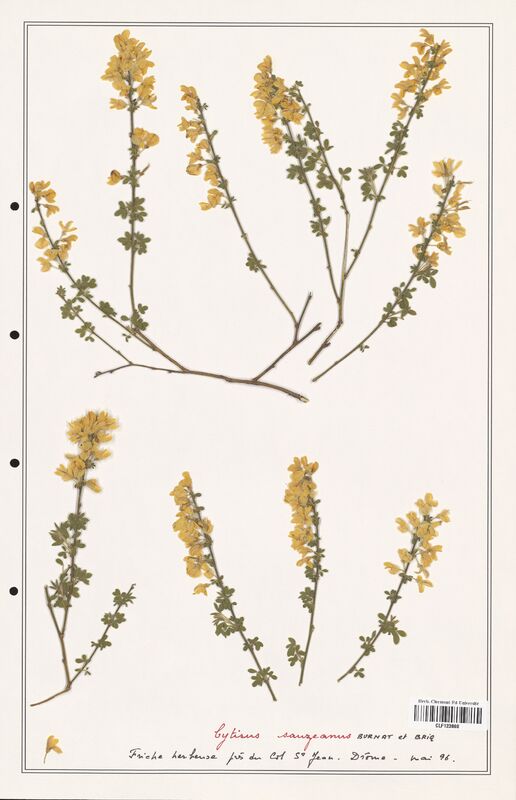 Cytisus sauzeanus  (Fabaceae)