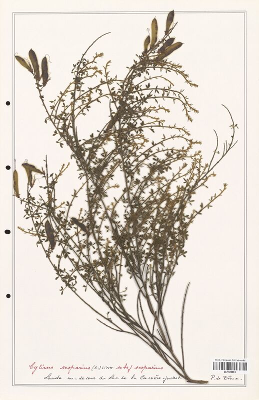 Cytisus scoparius  (Fabaceae)