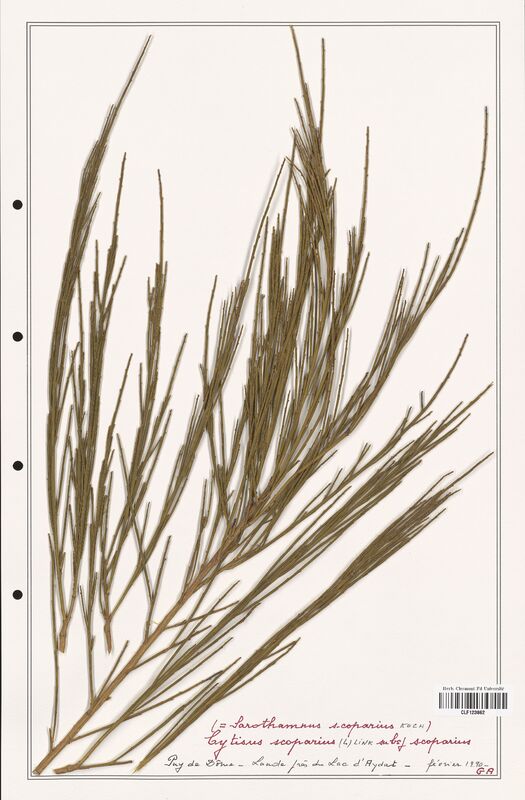 Cytisus scoparius  (Fabaceae)