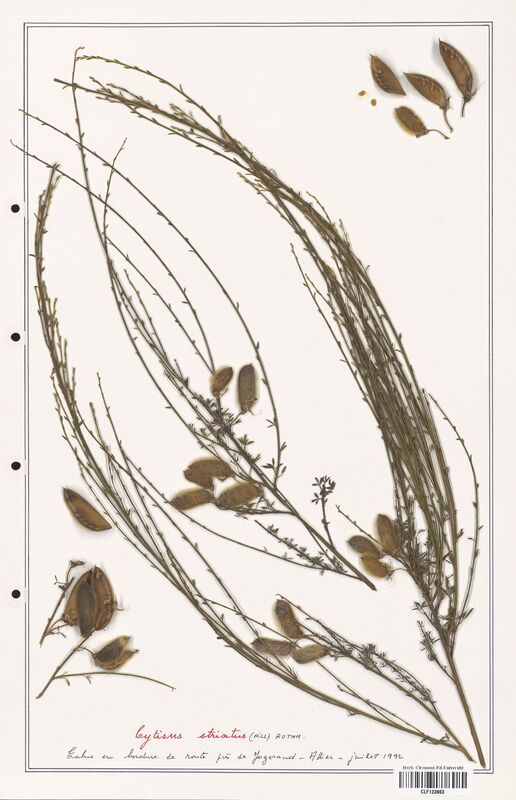 Cytisus striatus  (Fabaceae)