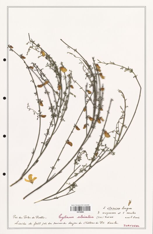 Cytisus striatus  (Fabaceae)