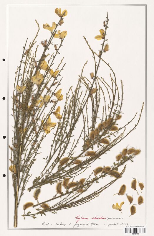 Cytisus striatus  (Fabaceae)