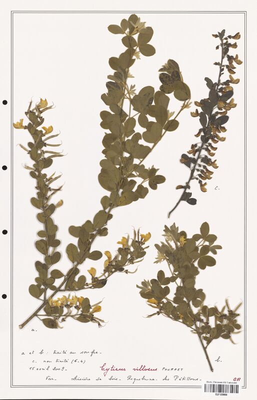 Cytisus villosus  (Fabaceae)