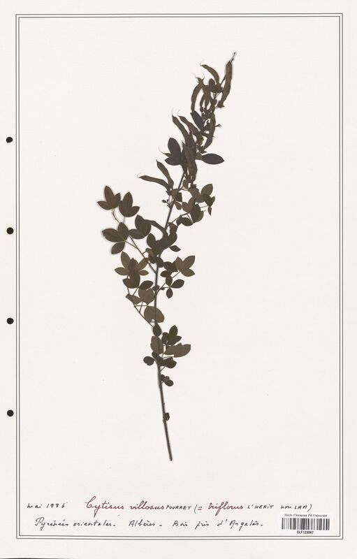 Cytisus villosus  (Fabaceae)