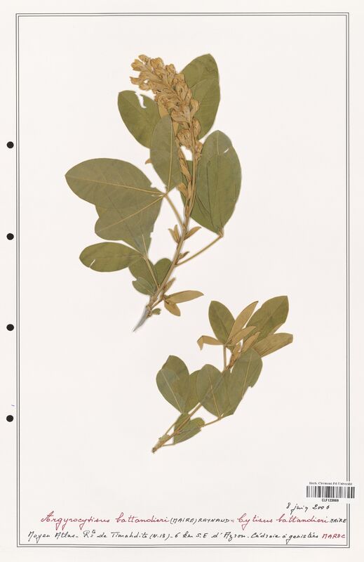 Argyrocytisus battandieri  (Fabaceae)