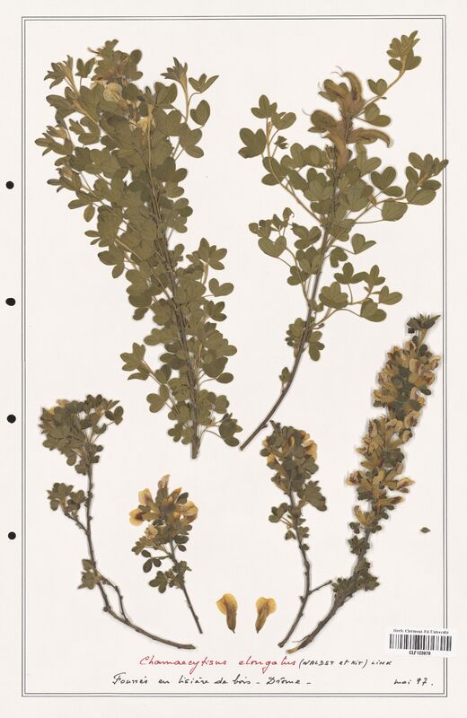 Chamaecytisus elongatus  (Fabaceae)