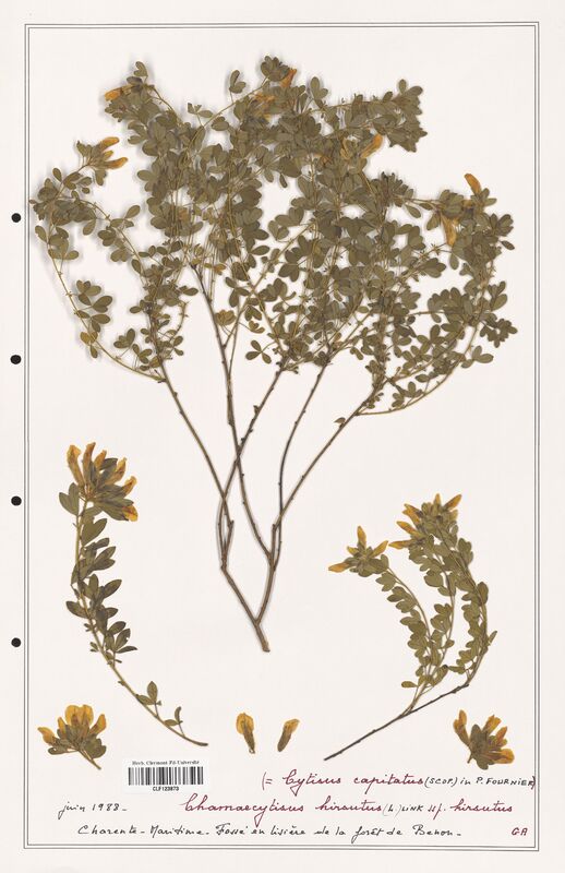 Chamaecytisus hirsutus  (Fabaceae)