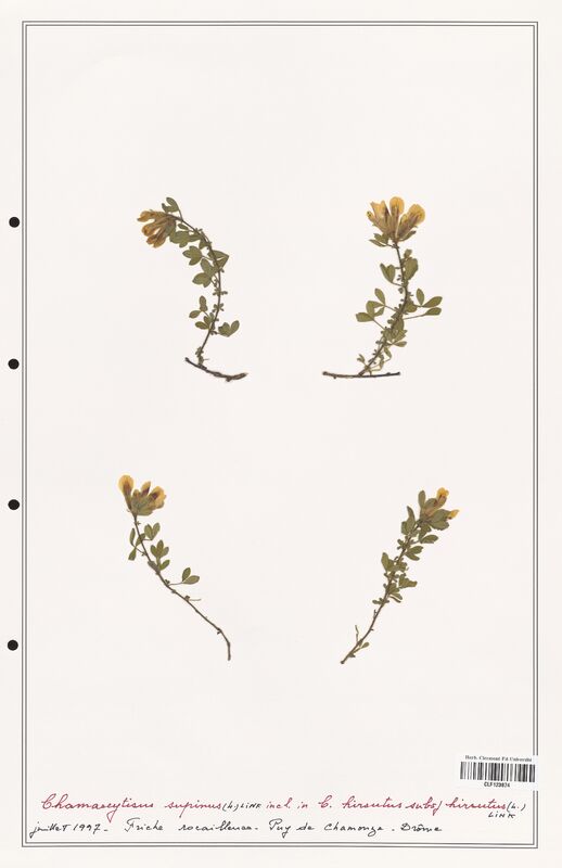 Chamaecytisus supinus  (Fabaceae)