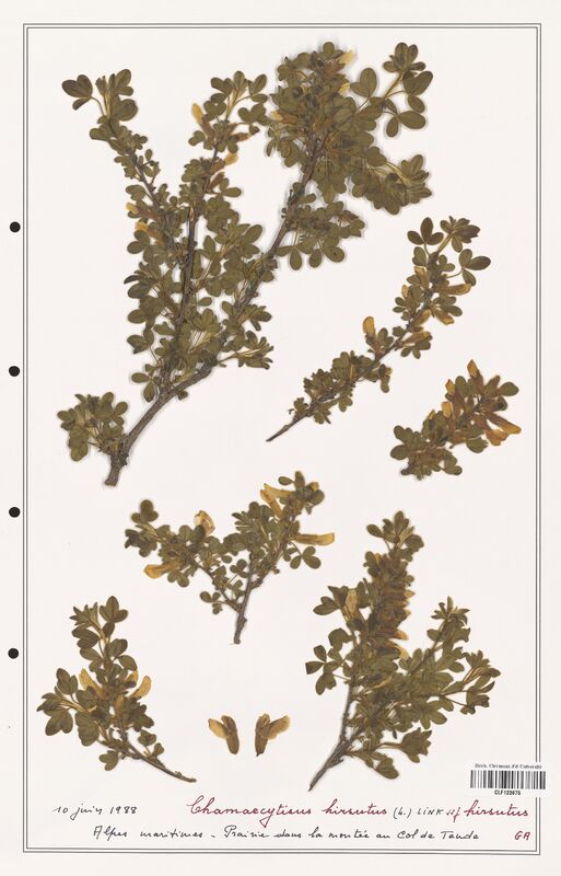 Chamaecytisus supinus  (Fabaceae)