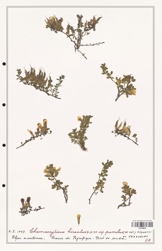 Chamaecytisus hirsutus  (Fabaceae)