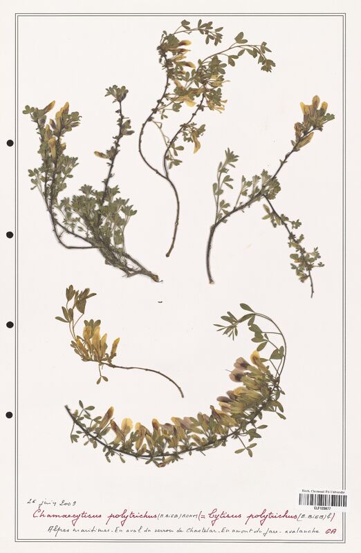 Chamaecytisus polytrichus  (Fabaceae)