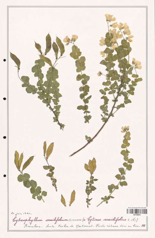 Cytisophyllum sessilifolium  (Fabaceae)