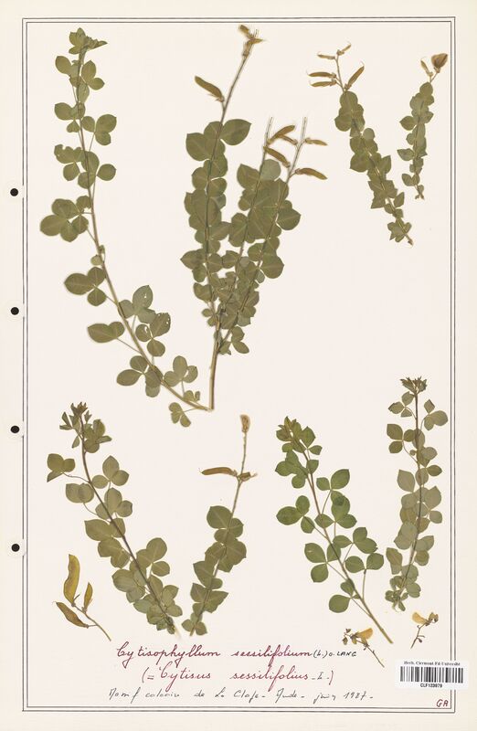 Cytisophyllum sessilifolium  (Fabaceae)