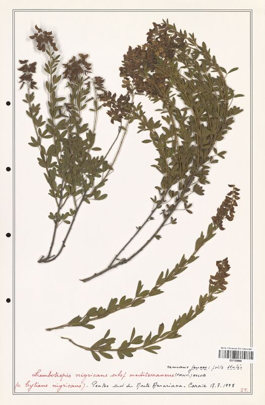 Lembotropis nigriscans  (Fabaceae)