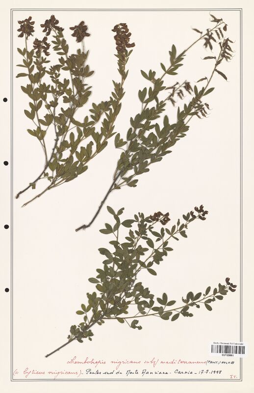 Lembotropis nigriscans  (Fabaceae)