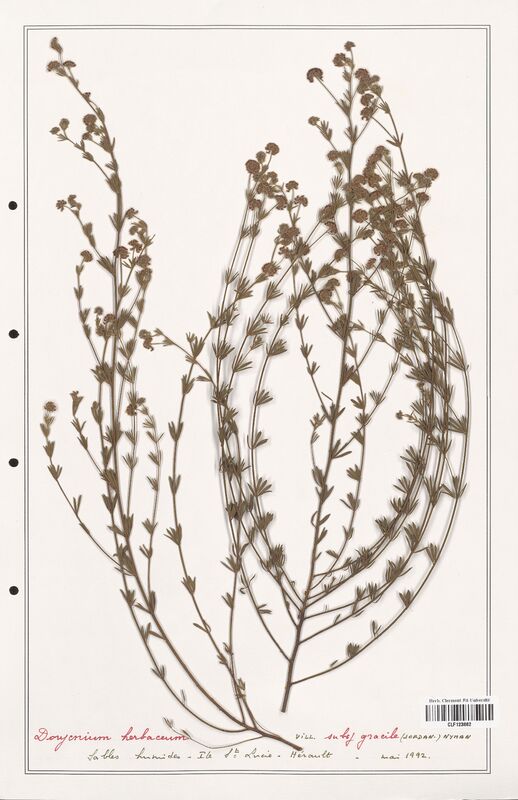 Dorycnium herbaceum  (Fabaceae)