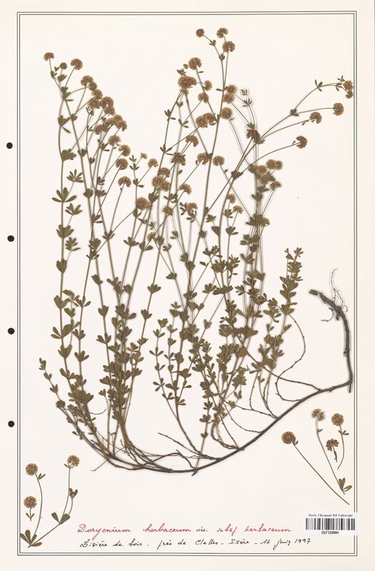 Dorycnium herbaceum  (Fabaceae)