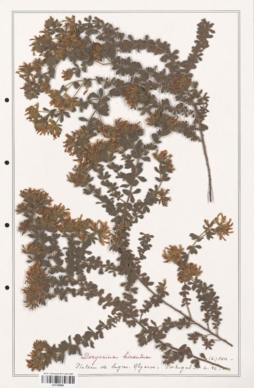 Dorycnium hirsutum  (Fabaceae)