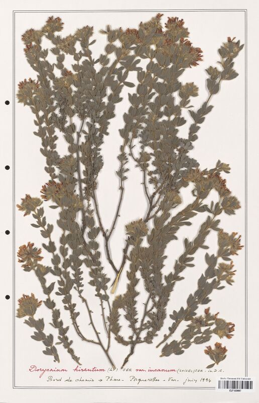 Dorycnium hirsutum  (Fabaceae)