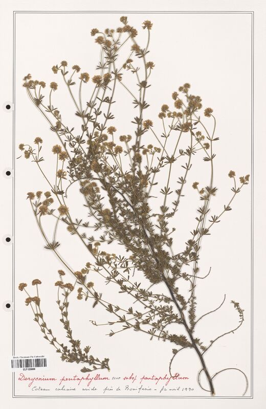 Dorycnium pentaphyllum  (Fabaceae)