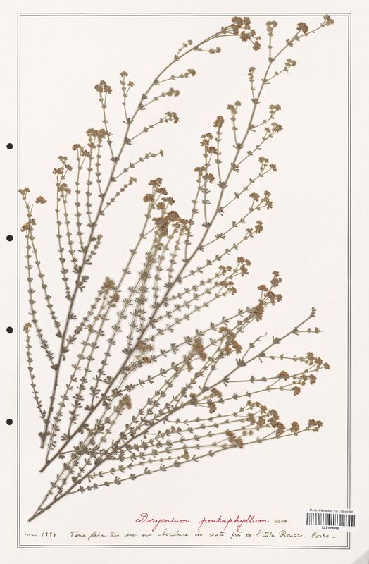 Dorycnium pentaphyllum  (Fabaceae)