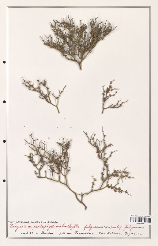 Dorycnium pentaphyllum  (Fabaceae)