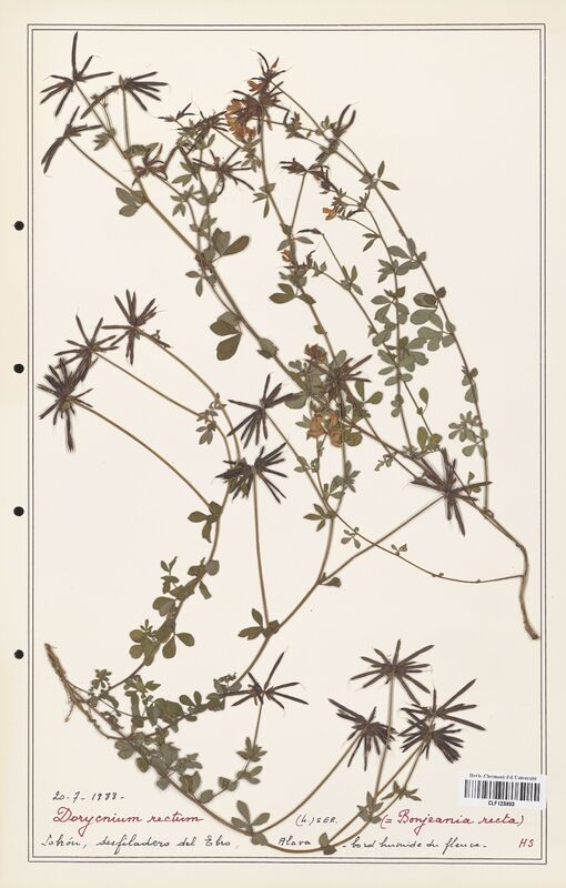 Dorycnium rectum  (Fabaceae)