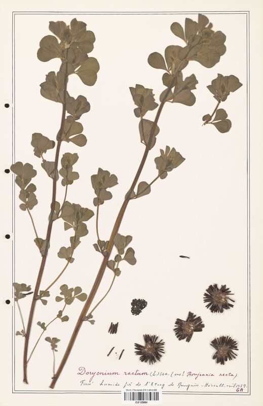 Dorycnium rectum  (Fabaceae)