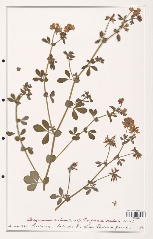 Dorycnium rectum  (Fabaceae)