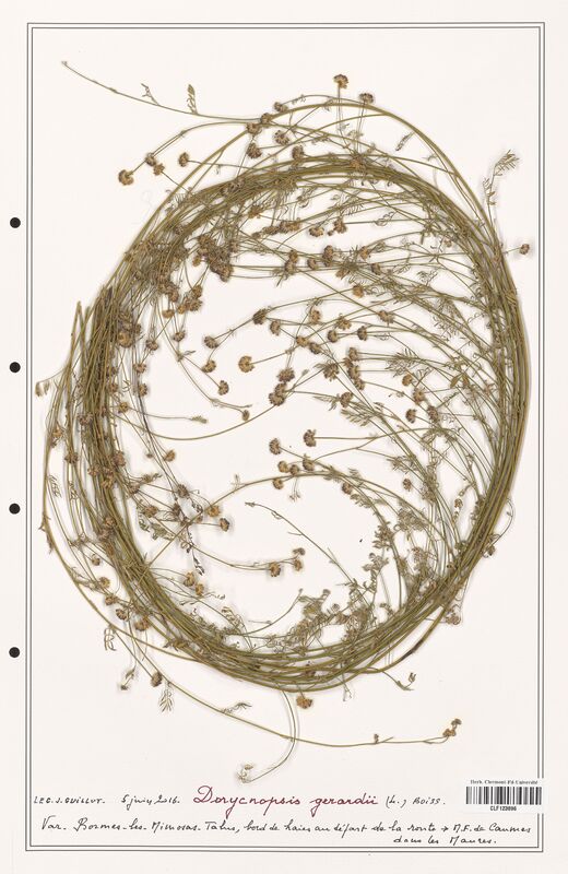 Dorycnopsis gerardii  (Fabaceae)