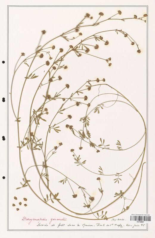 Dorycnopsis gerardii  (Fabaceae)