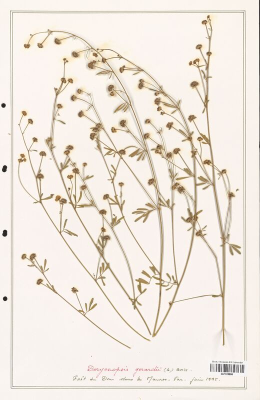 Dorycnopsis gerardii  (Fabaceae)