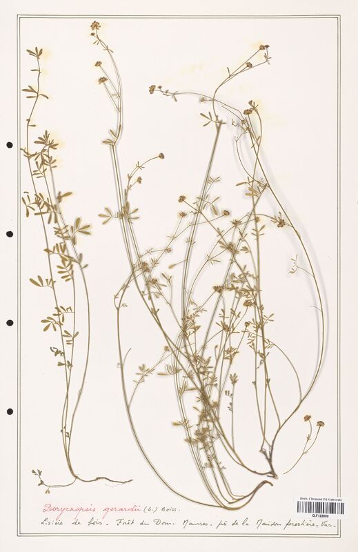 Dorycnopsis gerardii  (Fabaceae)